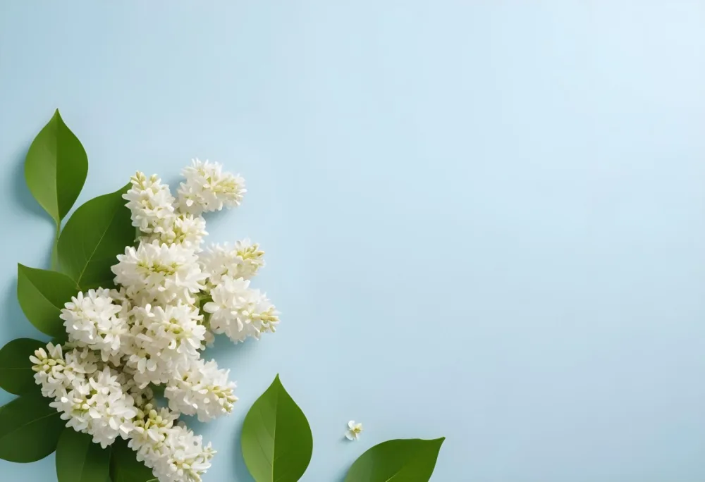 White Lilac Flowers With Green Leaves On A Light Blue Background Top View Soft Lighting Clean Composition Minimalist Style Fresh And Vibrant 48 C8b6