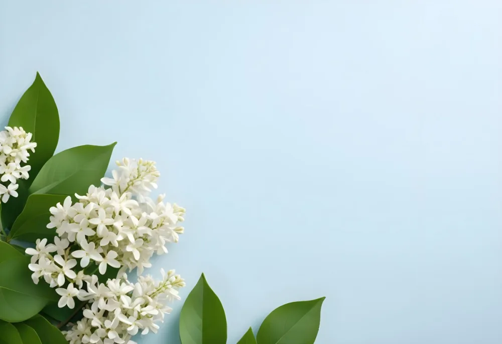 White Lilac Flowers With Green Leaves On A Light Blue Background Top View Soft Lighting Clean Composition Minimalist Style Fresh And Vibrant 55 A9be