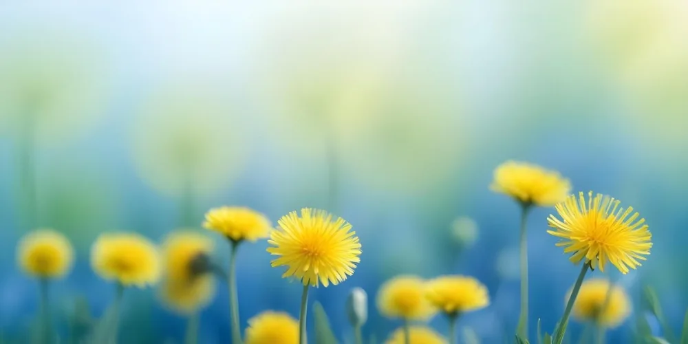 Yellow Dandelion Flowers In A Blurred Blue And Green Field 10 A2cb