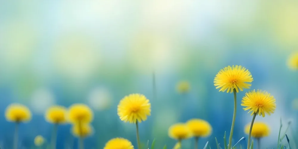 Yellow Dandelion Flowers In A Blurred Blue And Green Field 12 C2b8