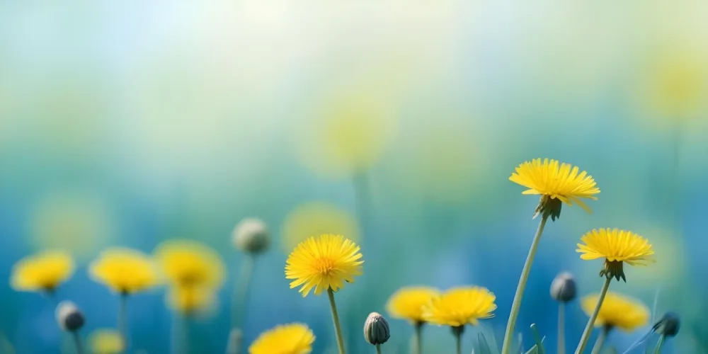 Yellow Dandelion Flowers In A Blurred Blue And Green Field 13 Bacc