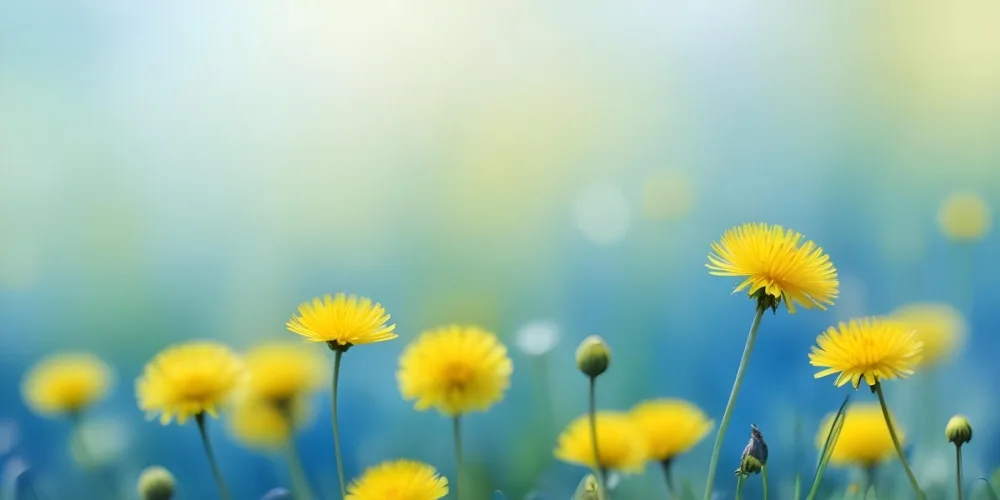 Yellow Dandelion Flowers In A Blurred Blue And Green Field 15 295c