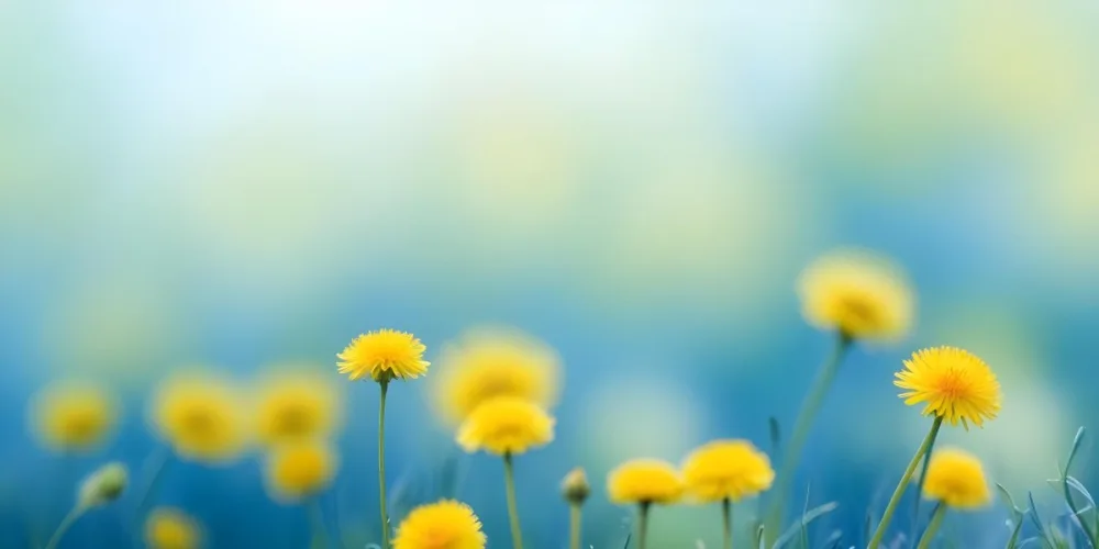 Yellow Dandelion Flowers In A Blurred Blue And Green Field 17 0dc5