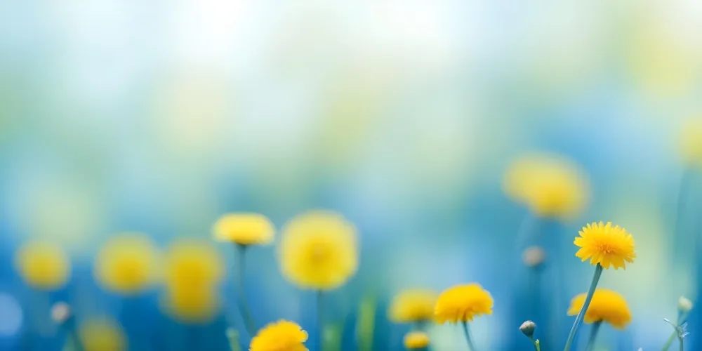 Yellow Dandelion Flowers In A Blurred Blue And Green Field 2 2b46