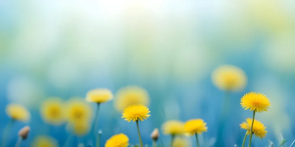 Yellow Dandelion Flowers In A Blurred Blue And Green Field 20 Fa93