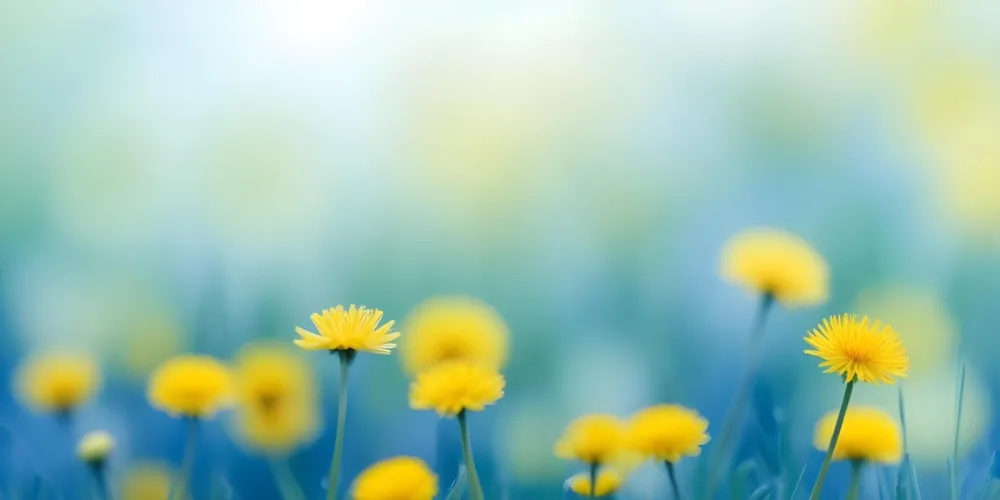 Yellow Dandelion Flowers In A Blurred Blue And Green Field 21 62b5