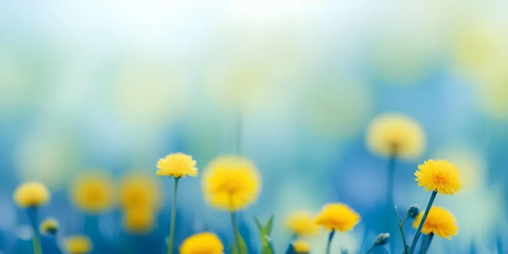 Yellow Dandelion Flowers In A Blurred Blue And Green Field 4 97e4
