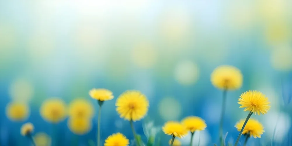 Yellow Dandelion Flowers In A Blurred Blue And Green Field 7 449d