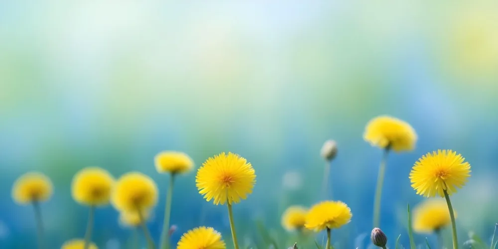 Yellow Dandelion Flowers In A Blurred Blue And Green Field 8 65b5