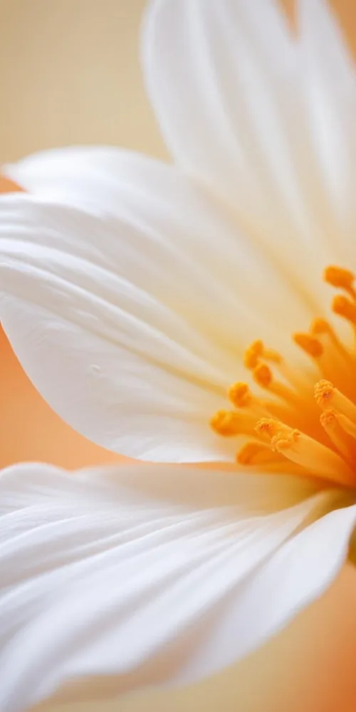 Close Up Of A White And Orange Flower Petal With Soft Focus Background 12