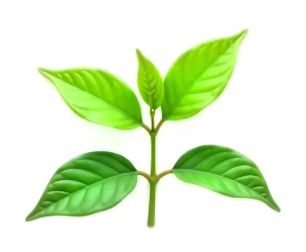 Green Tea Leaves