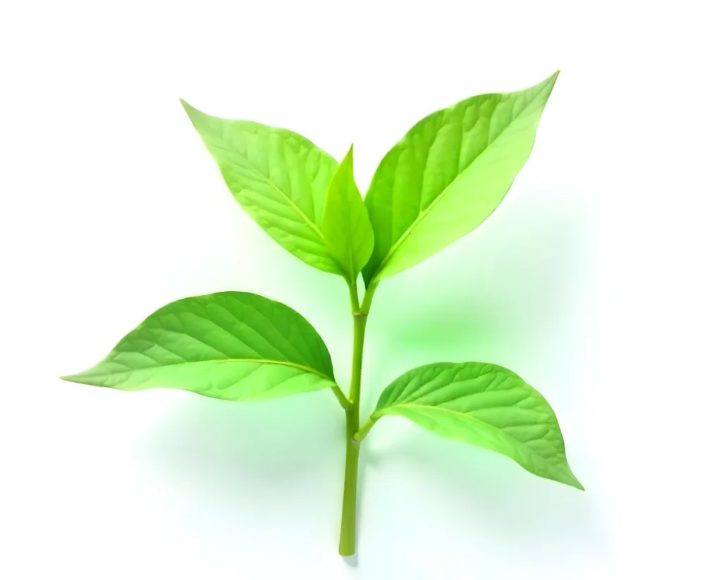 Green Tea Leaves With A Stem Isolated On A White Background Showcasing The Vibrant Color And Texture Of The Plant 14 E574