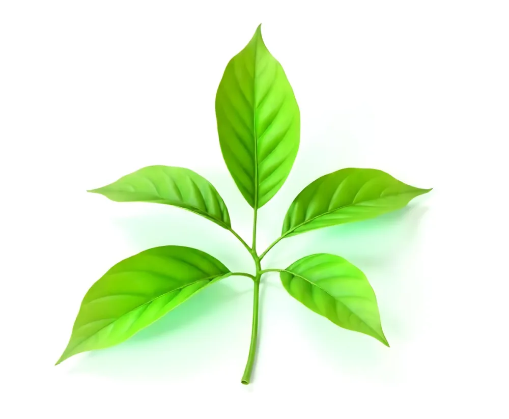 Green Tea Leaves With A Stem Isolated On A White Background Showcasing The Vibrant Color And Texture Of The Plant 25 928c