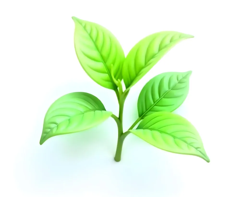 Green Tea Leaves With A Stem Isolated On A White Background Showcasing The Vibrant Color And Texture Of The Plant 26 C733