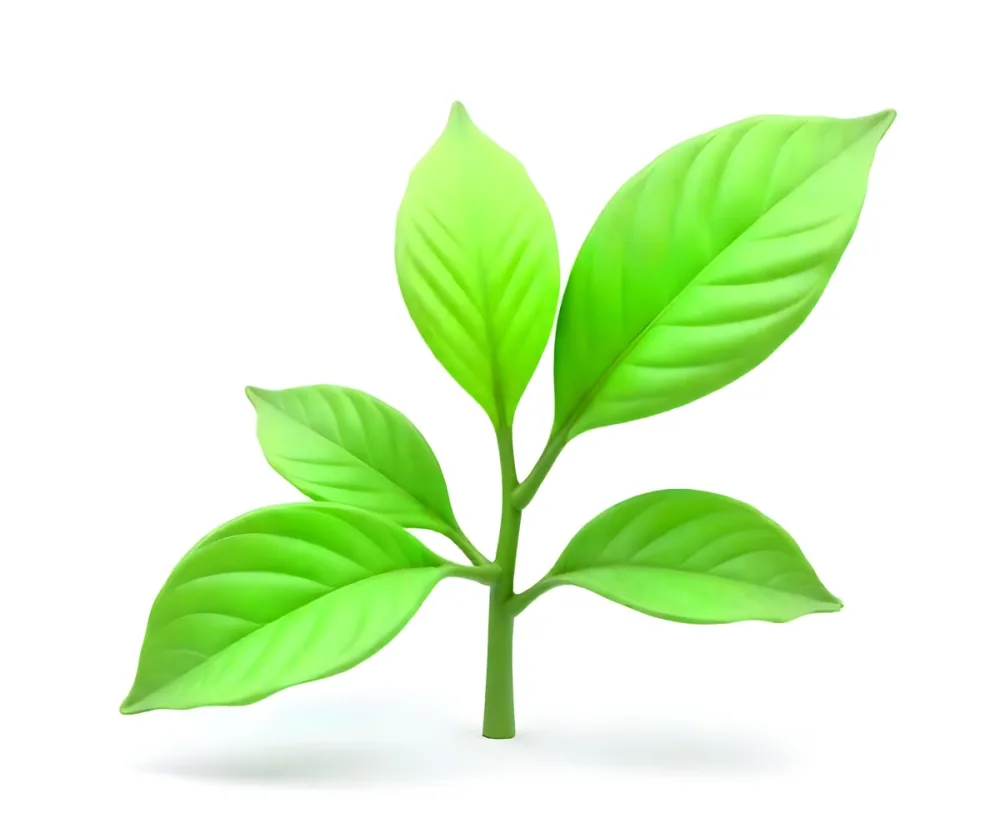 Green Tea Leaves With A Stem Isolated On A White Background Showcasing The Vibrant Color And Texture Of The Plant 3 00d6