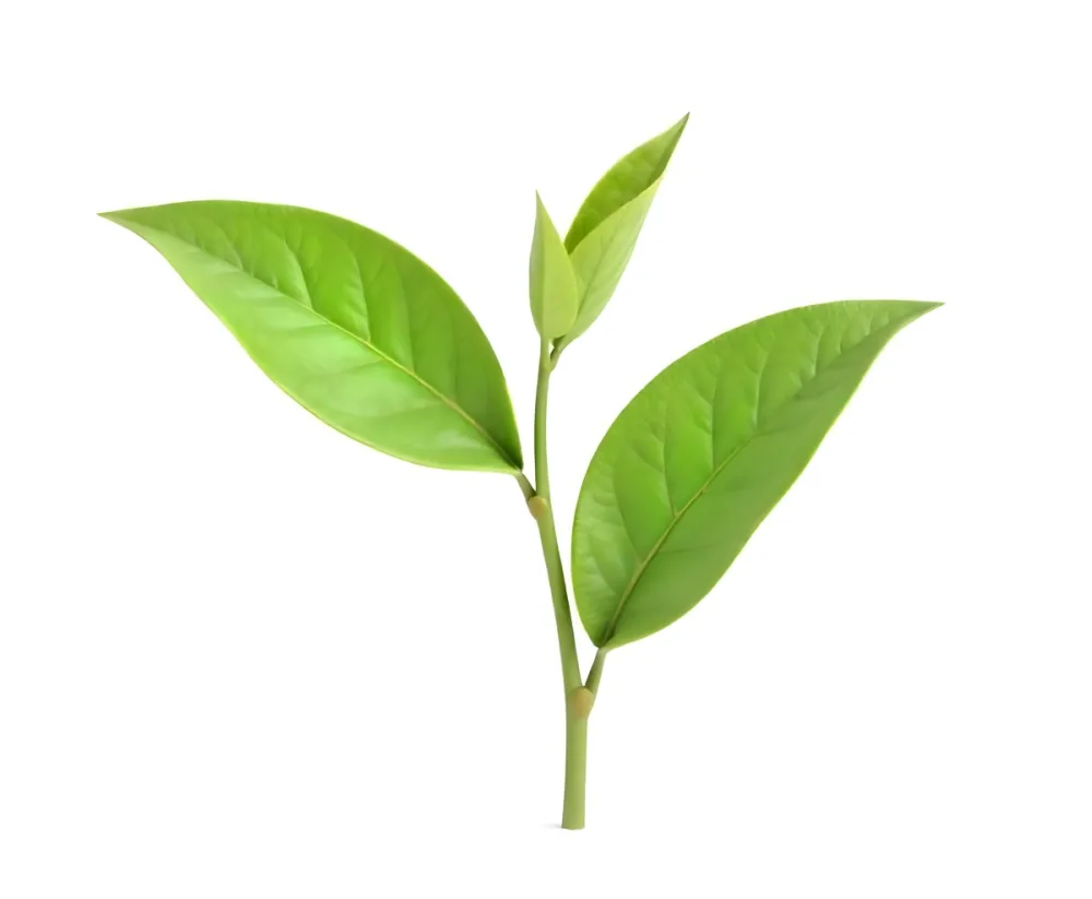 Green Tea Leaves With A Stem Isolated On A White Background Showcasing The Vibrant Color And Texture Of The Plant 4 Cb2b