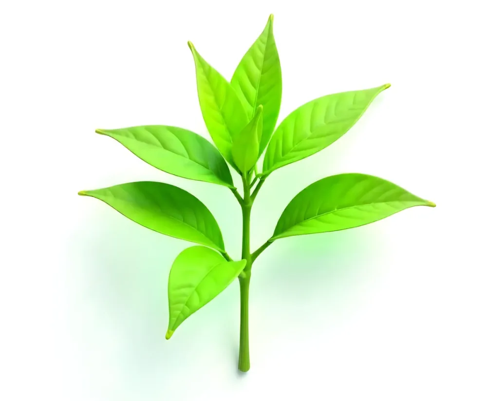 Green Tea Leaves With A Stem Isolated On A White Background Showcasing The Vibrant Color And Texture Of The Plant 5 F267