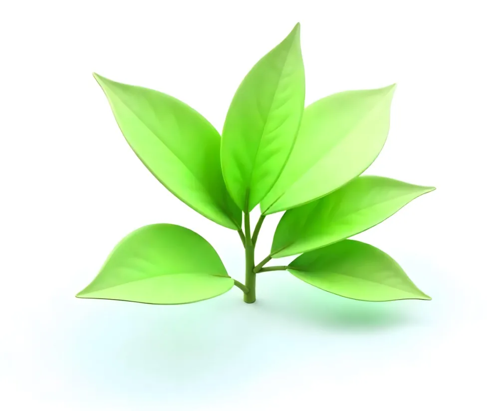 Green Tea Leaves With A Stem Isolated On A White Background Showcasing The Vibrant Color And Texture Of The Plant 7 7b37