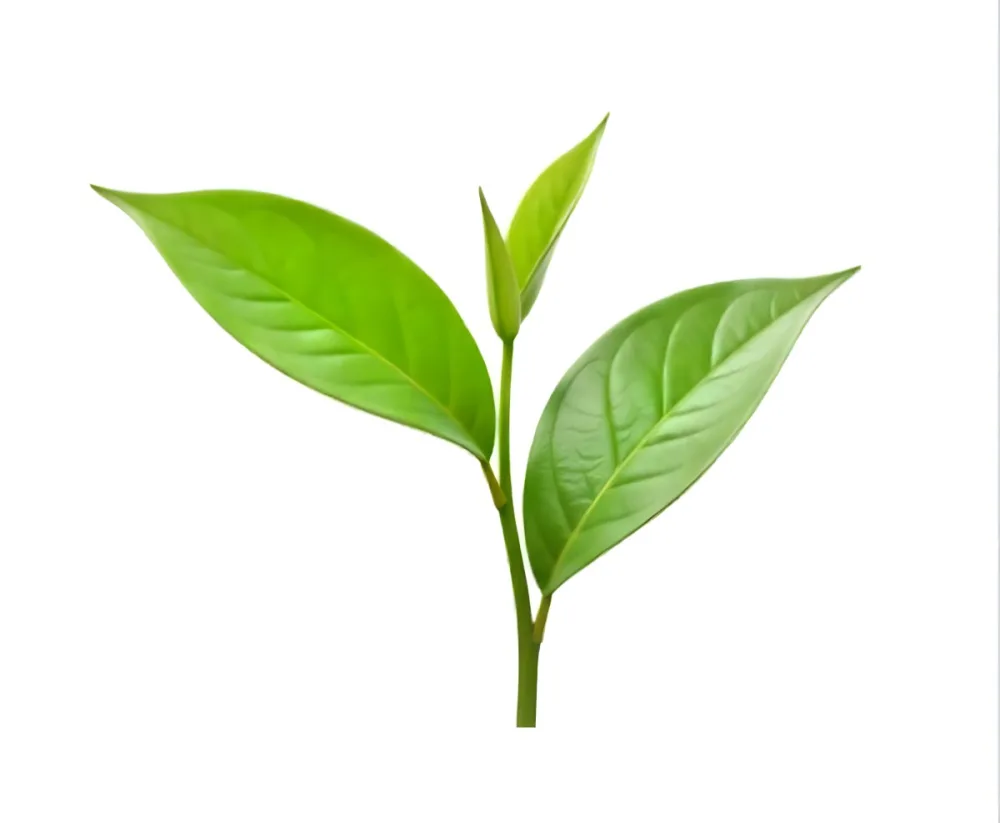 Green Tea Leaves With A Stem Isolated On A White Background Showcasing The Vibrant Color And Texture Of The Plant 8 3c68