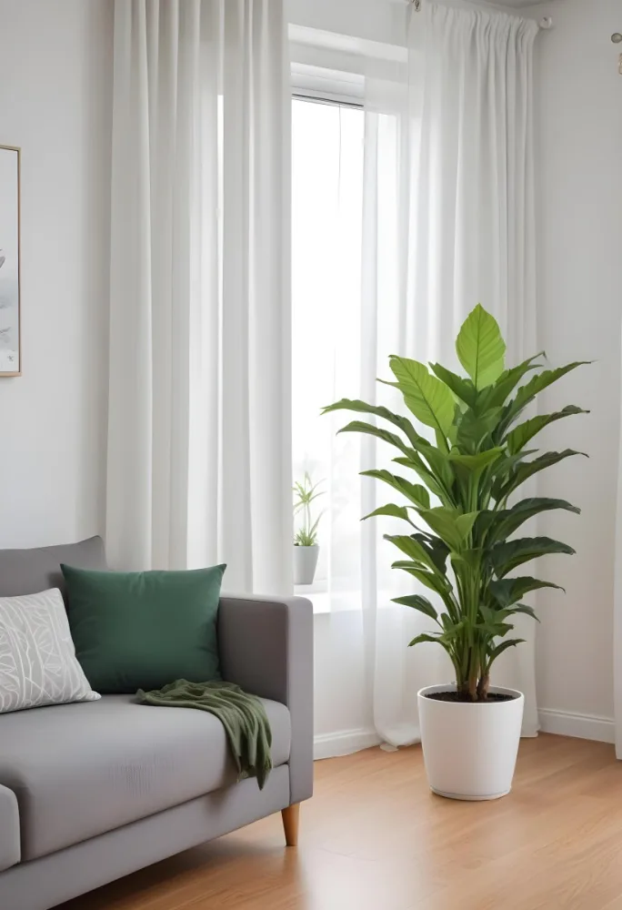 A Green Plant In A White Pot On A Wooden Table A White Curtain In The Foreground A Gray Sofa In The Background In A Living Room 23 5010