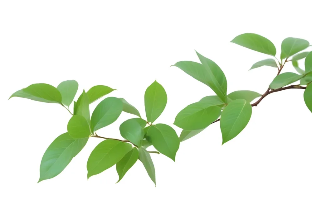 A Branch With Green Leaves Isolated On A White Background The Leaves Are Oval Shaped And Have A Smooth Texture 14 Ec18