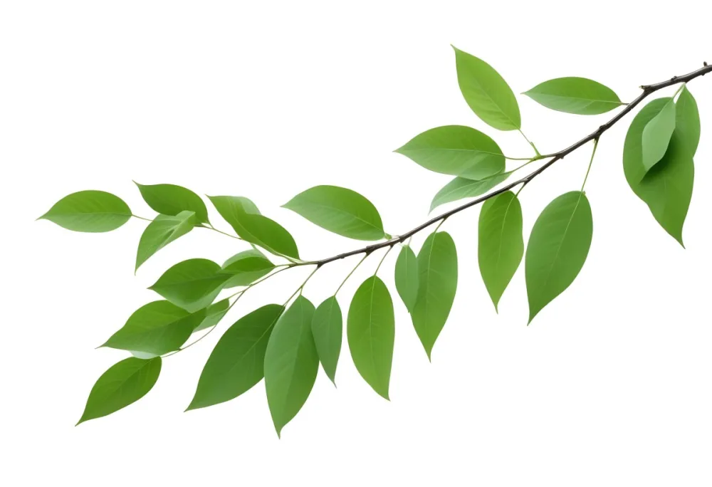 A Branch With Green Leaves Isolated On A White Background The Leaves Are Oval Shaped And Have A Smooth Texture 26 4878