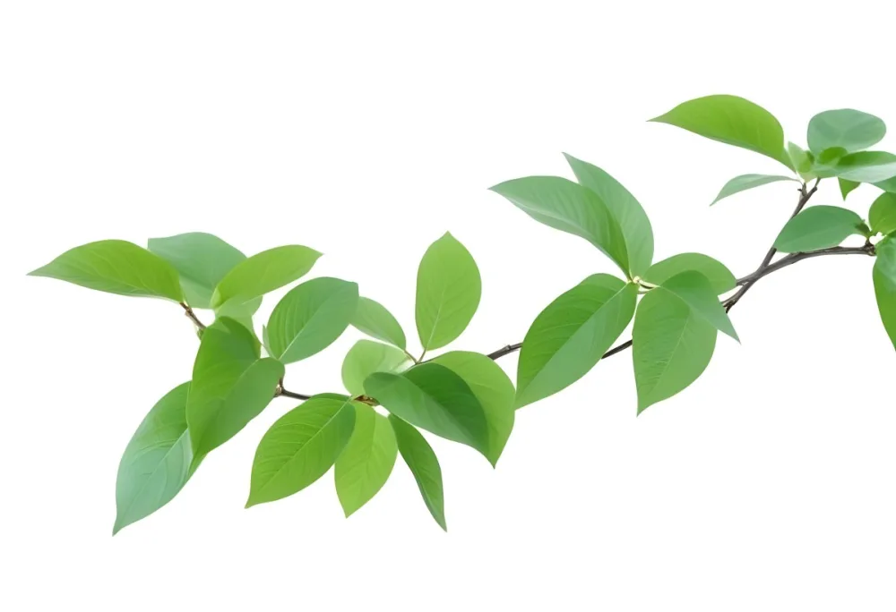 A Branch With Green Leaves Isolated On A White Background The Leaves Are Oval Shaped And Have A Smooth Texture 37 Bf80
