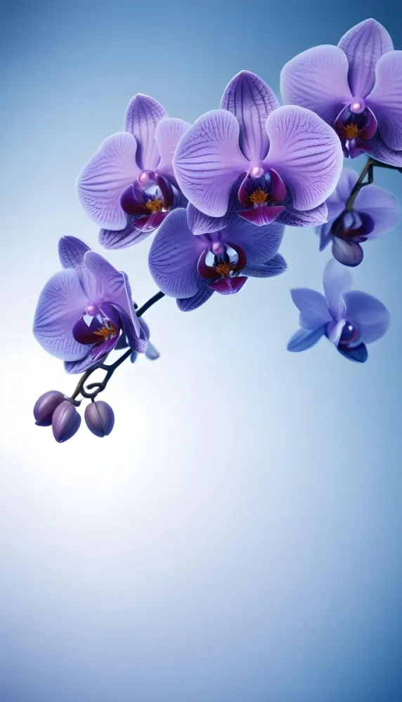 A Branch With Three Purple Orchid Flowers With Blue Details Purple Background 6 47a2