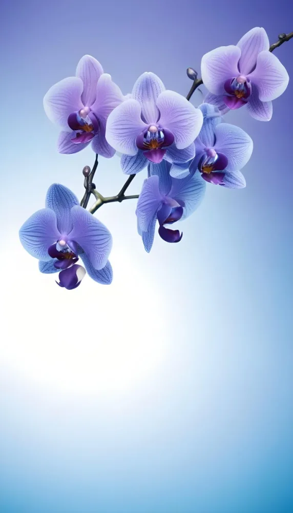 A Branch With Three Purple Orchid Flowers With Blue Details Purple Background 7 4013
