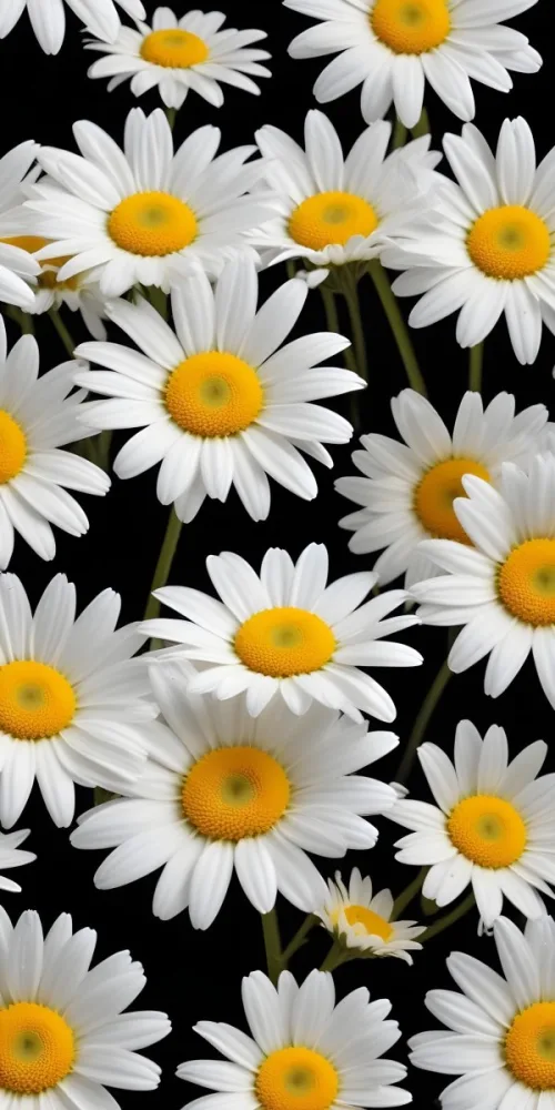 A Close Up Of White Daisy Flowers And Yellow Sunflowers Against A Dark Background 97 7d62