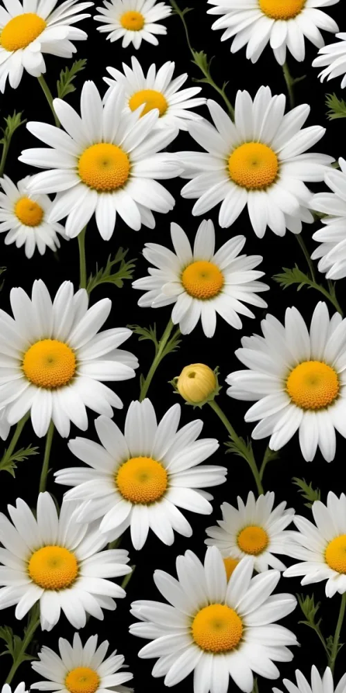 A Close Up Of White Daisy Flowers And Yellow Sunflowers Against A Dark Background 98 3af8