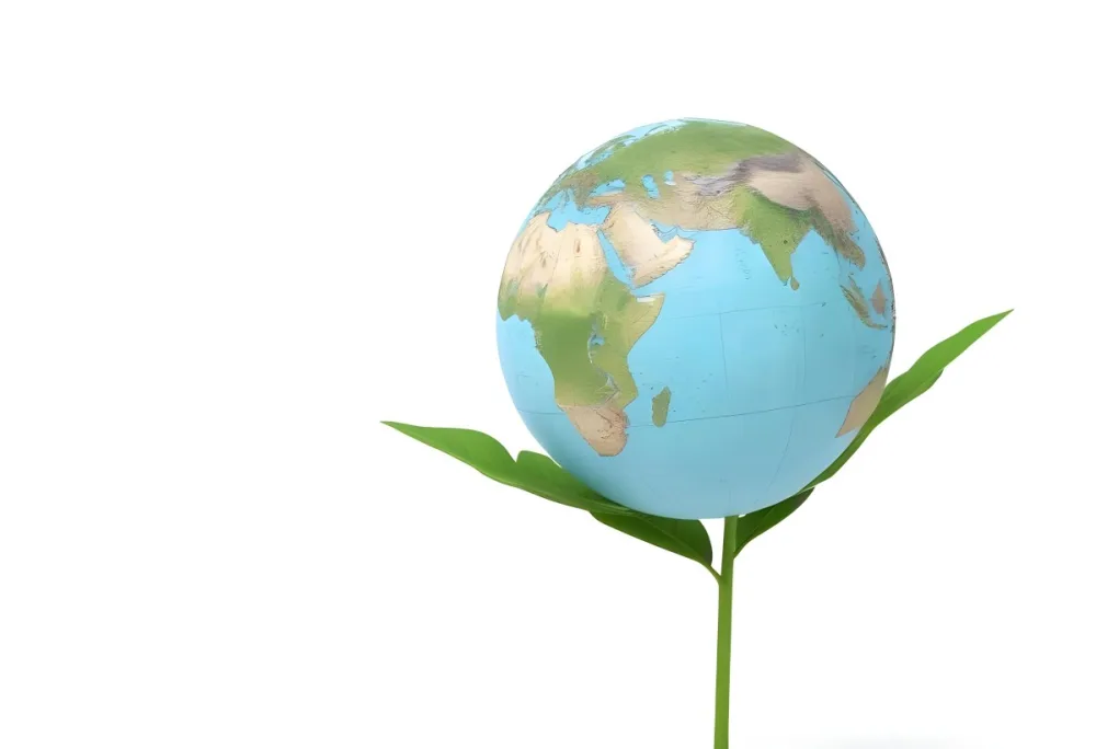A Globe On Top Of A Green Plant With Two Leaves The Background Is Plain White 9 1df3