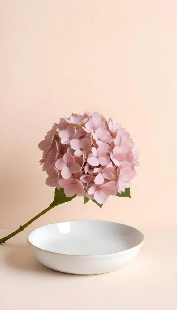 A Pink Hydrangea Flower On A White Stem With A White Plate In The Foreground Against A Light Peach Background 19 9e0b