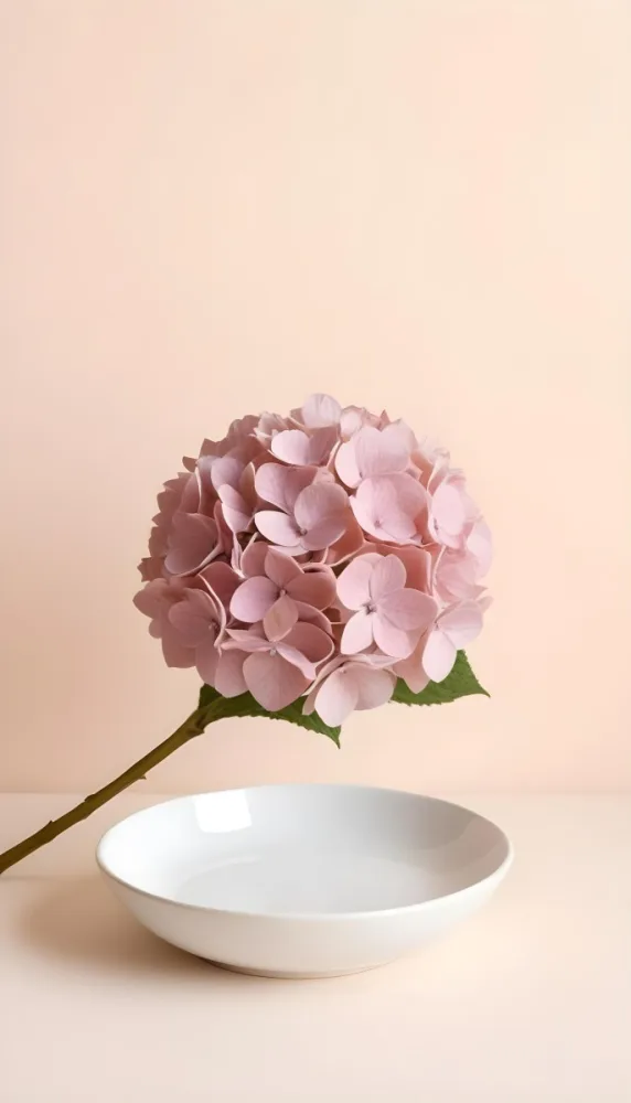 A Pink Hydrangea Flower On A White Stem With A White Plate In The Foreground Against A Light Peach Background 28 A07d