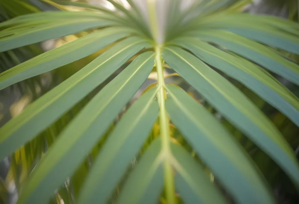 Close Up Of Green Palm Leaves With A Symmetrical Pattern Featuring Yellow Palm Leaves With Asymmetrical Patterns Set Against A Sunset 8 F6e5