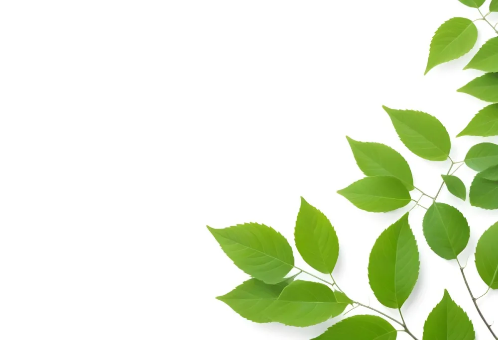 Green And Yellow Leaves Scattered Across A White Background 42 308e