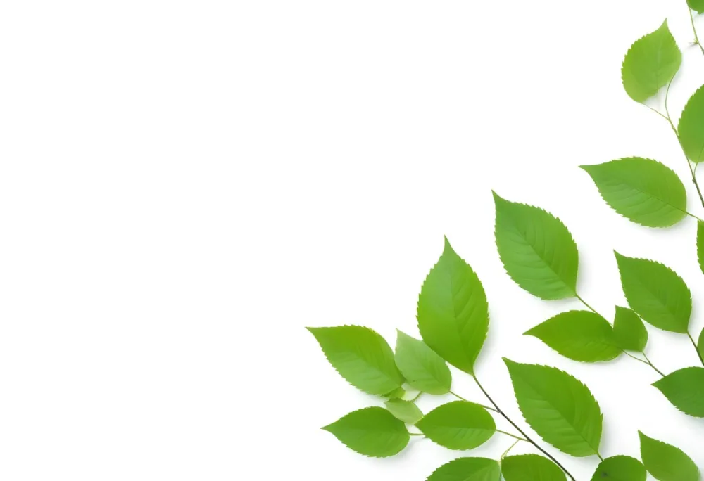 Green And Yellow Leaves Scattered Across A White Background 46 1d17