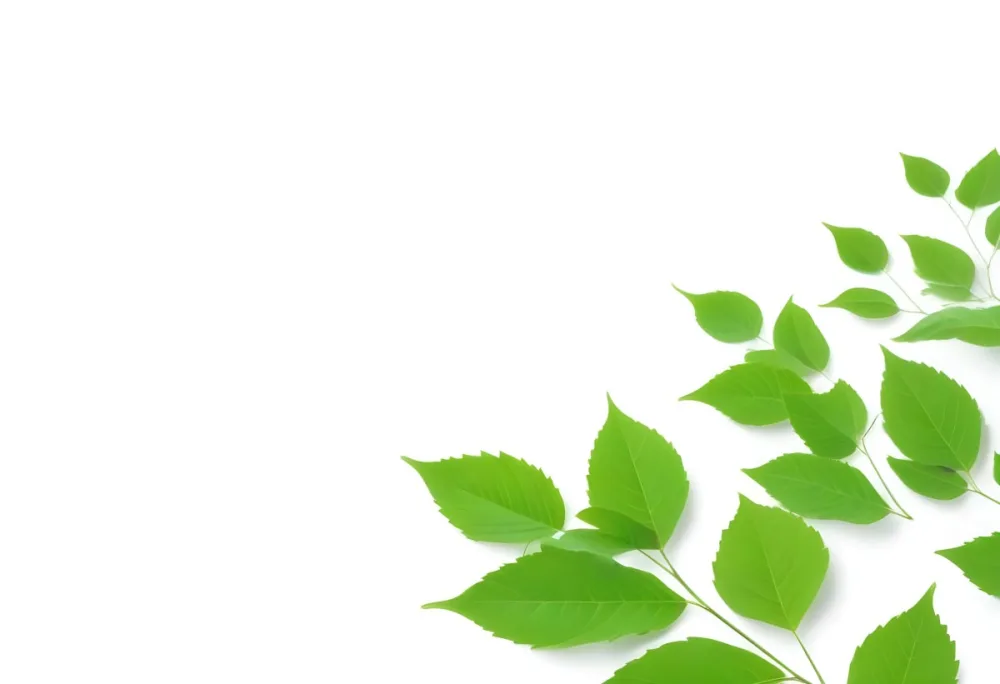 Green And Yellow Leaves Scattered Across A White Background 61 4bb0