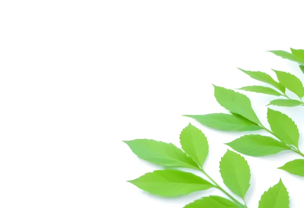 Green And Yellow Leaves Scattered Across A White Background 63 1742