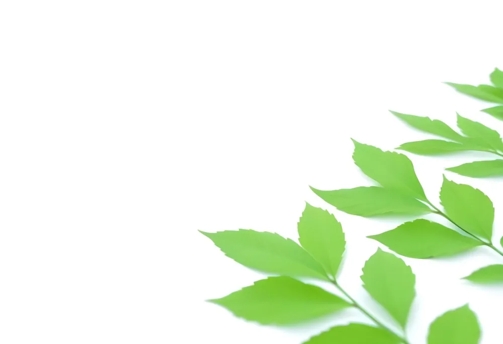 Green And Yellow Leaves Scattered Across A White Background 64 9965