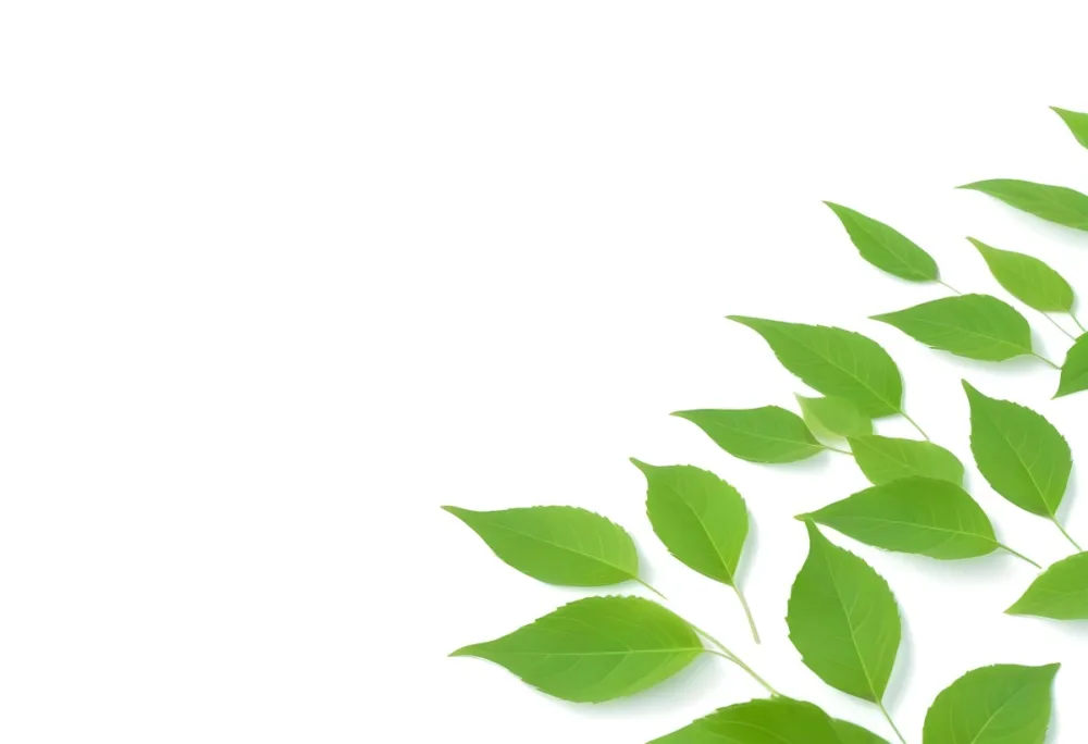 Green And Yellow Leaves Scattered Across A White Background 65 E3da
