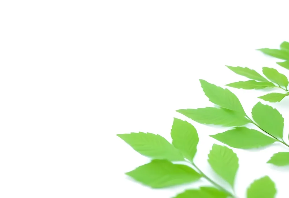 Green And Yellow Leaves Scattered Across A White Background 66 8d81