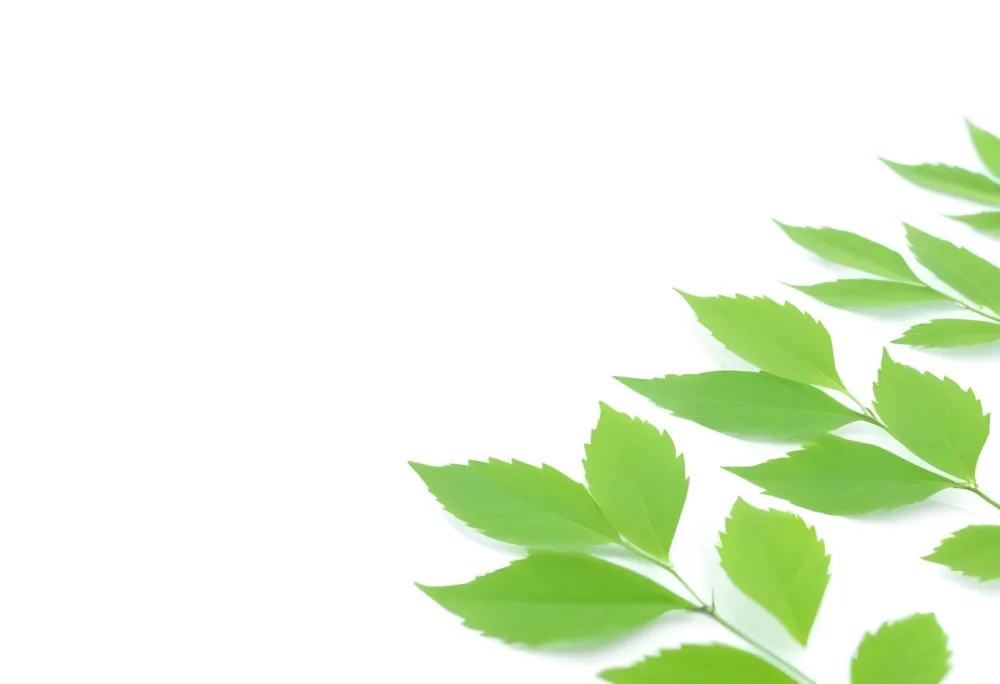 Green And Yellow Leaves Scattered Across A White Background 68 65a0
