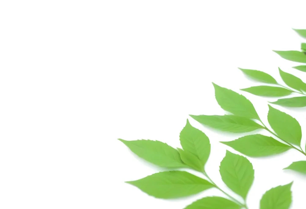 Green And Yellow Leaves Scattered Across A White Background 69 73fb