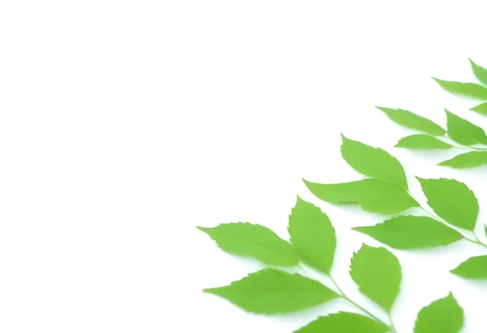 Green And Yellow Leaves Scattered Across A White Background 70 2a62