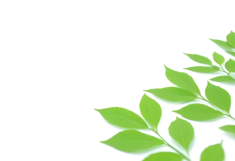 Green And Yellow Leaves Scattered Across A White Background 71 7b49