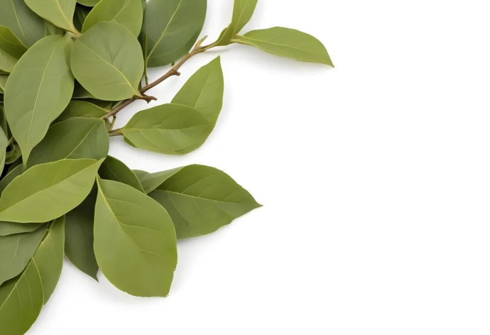 Green Bay Leaves