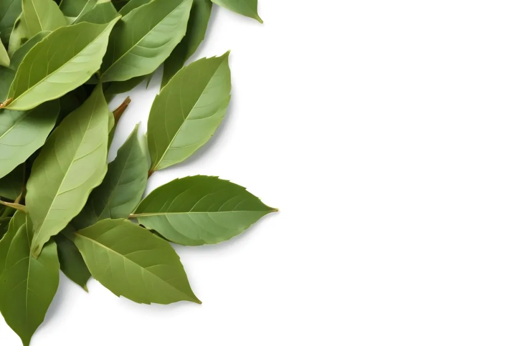Green Bay Leaves On A White Background 12 2c74