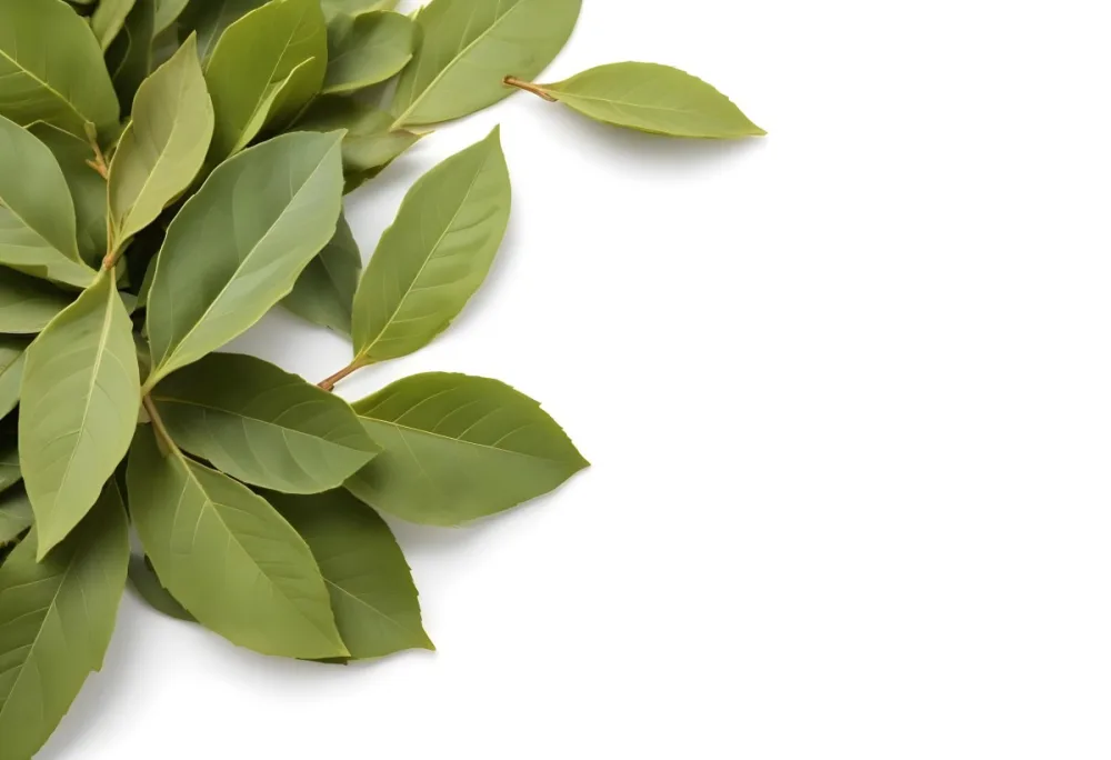 Green Bay Leaves On A White Background 21 B8b8