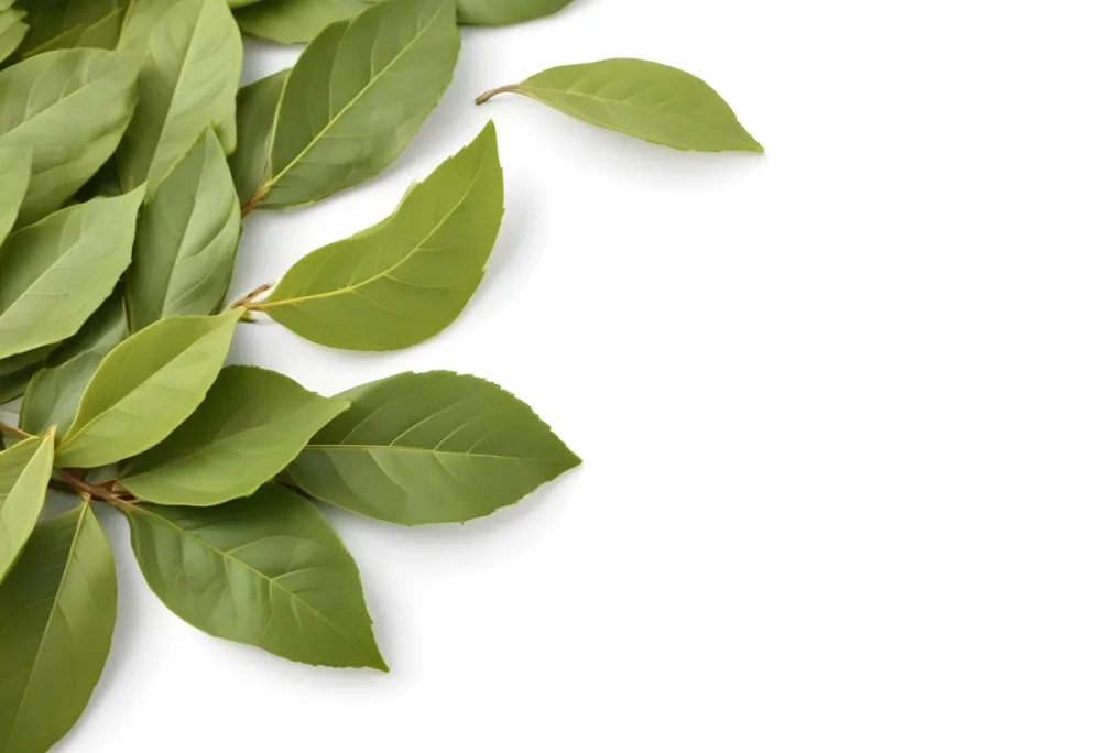 Green Bay Leaves On A White Background 22 Fd47